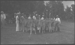 Jersey Parish show at Calhoun.