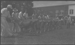 Jersey Parish show at Moultrie.
