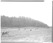 9 cows grazing on one acre of Ladino Clover - Furnished grazing for two weeks. Union Co. - Ga. Expt. Sta.