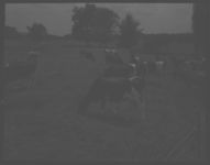 Holstein cattle on Tuson Griffin farm. Mr. Griffin in background.