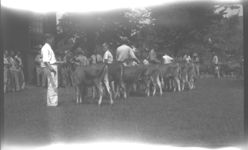 Senior Calf Class - Greensboro Show, 1947.
