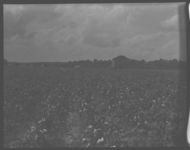 Dairyman, Arnett, of Effingham Co., and C.A., P.W. Clifton.