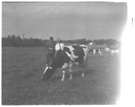 Dairy farmers using artificial insemination in their herds.
