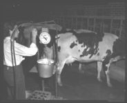 Dairy farmers using artificial insemination in their herds.