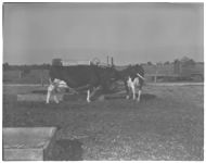 Dairy farmers using artificial insemination in their herds.