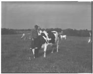 Dairy farmers using artificial insemination in their herds.