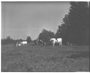 Dairy farmers using artificial insemination in their herds.