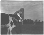 Dairy farmers using artificial insemination in their herds.