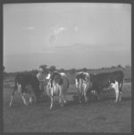 Herds with artificial cows, See Neil Manley, artificial breeding.