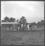 Herds with artificial cows, See Neil Manley, artificial breeding.