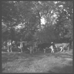 Herds with artificial cows, See Neil Manley, artificial breeding.