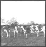 Herds with artificial cows, See Neil Manley, artificial breeding.