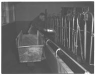 Dairy equipment and cows for Dairy bulletin. - Univ. Dairy Barn