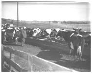 Roy Trilwell - 1957 winner of Dairy achievement award.