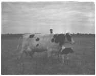 E.S. Goy Dairy Farm 2nd place Dairy achievement award winners for 1957.