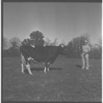 Dairy herd of Henry Bowers.