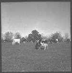Dairy herd of Henry Bowers.