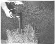Forage lesting (Dairy)