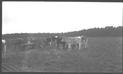 W.W. King's cattle grazing.