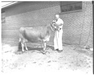 Top Cow at 23 Annual Sale GA. Jersey Cattle Club. "Blonde Sultan Wonder" (Sold for $985.00)