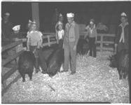 Harold Barton, Grand Champion district 4-H pig show. Other pictures of 4-H'ers and pigs.