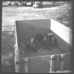 Loading feeder pigs. Livestock trailer truck. Livestock Association Auction.