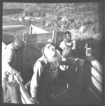 Loading feeder pigs. Livestock trailer truck. Livestock Association Auction.