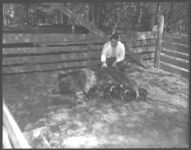 Bob Allen Wall, 4-H'er with swine project with Roger Dean and Co. Agt.
