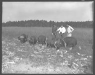 Bob Allen Wall, 4-H'er with swine project with Roger Dean and Co. Agt.