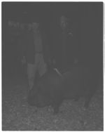 Hog Show with Mr. M. P. Jarrigan standing by hog.