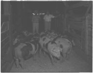 Olin Roundtree Emanuel County Hog Producer.