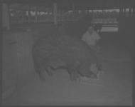 Mr. Davis, Tattnall Co. Hog Producer - Joe Johnston, C.A., L.R. Lanier, Dist. Agent.