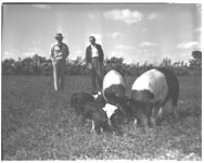 Hog grazing system.