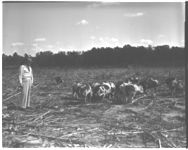 Hog grazing system.