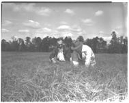 Hog grazing system.