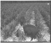 Hog grazing system.