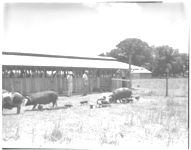 Vernon R. Reddinh. Co. Agt. Lowery. Hog work - and Suwannee - Bermuda(?)