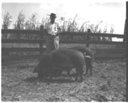 Hogs.