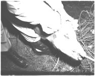 Revalidation Dooly Co. - Swine Brucellosis