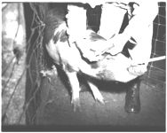 Revalidation Dooly Co. - Swine Brucellosis