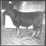 Meat Animal - hogs - sheep - cows - for Evaluation Clinic.