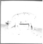 Meat Animal - hogs - sheep - cows - for Evaluation Clinic.