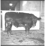 Meat Animal - hogs - sheep - cows - for Evaluation Clinic.