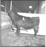 Meat Animal - hogs - sheep - cows - for Evaluation Clinic.