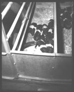 Pigs.