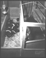 Pigs.