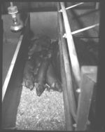 Hogs.