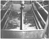 Hogs. (Swine) - Whitehall Hog Barns