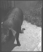 Hogs. (Swine) - Whitehall Hog Barns