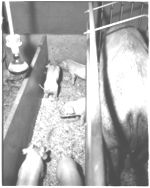 Hogs. (Swine) - Whitehall Hog Barns